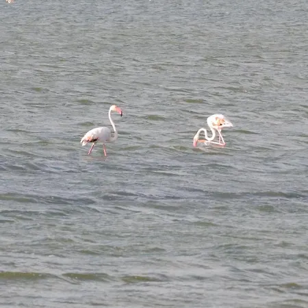 Cia Evelina SantʼAntìoco